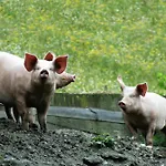 Séjour à la ferme Stefflhof