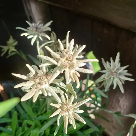 Stefflhof * ミッタージル