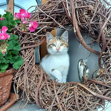 Stefflhof ファームステイ ミッタージル