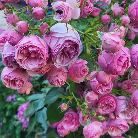 ファームステイ Stefflhof *