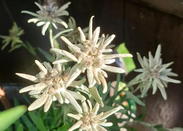 Stefflhof * ميترسل