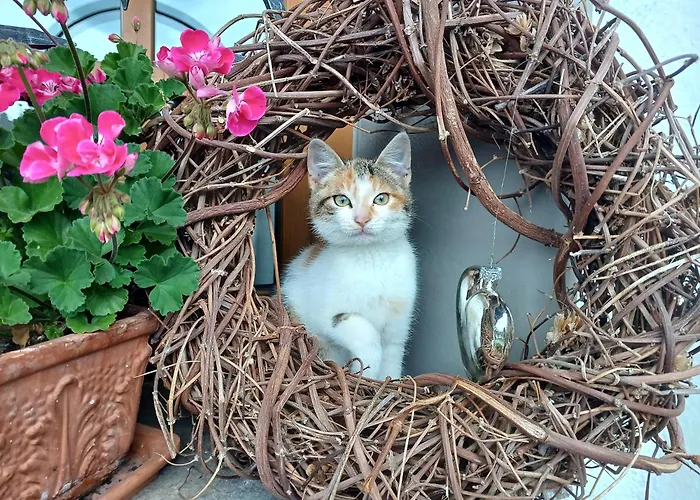 Stefflhof مزرعة للإقامة ميترسل